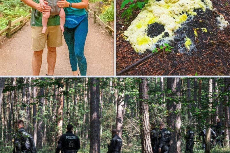 They disappeared in the redwoods. Four years later, hikers find a strange mushroom on a tree…