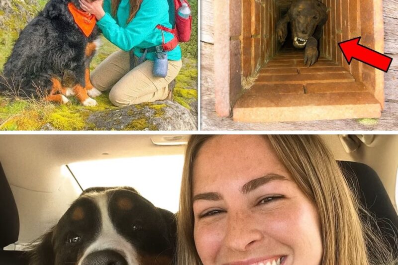 Woman Vanished Hiking in Montana, 6 Years Later This Is Found in Chimney of Remote Cabin…