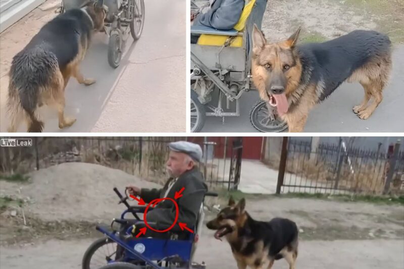 Disabled Man Walks His Dog Every Morning, Until People Discover He is Hiding an Unbelievable Secret!