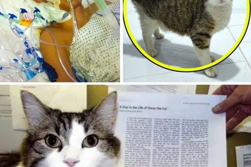 The cat came to his owner’s in Hospital. What happened next amazed everyone!