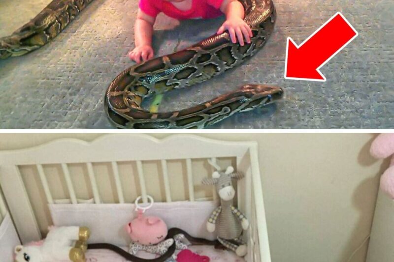 COBRAS Slithers Into Baby’s Crib, Mom Finds Out Too Late
