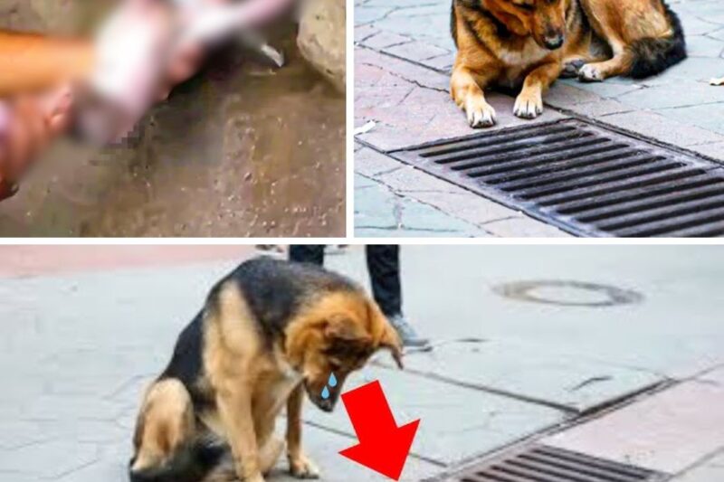 Man Notices His Dog Stare at Sewer All Day, Hears Kids’ Screams From Inside Once