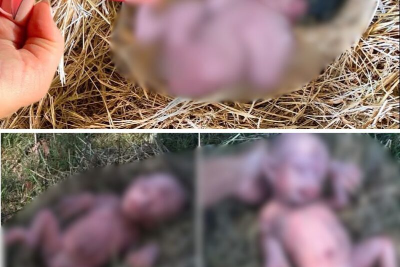 Boys Taking Care of Grandpa’s Farm While He’s in Hospital, Find Abandoned Girl in Barn