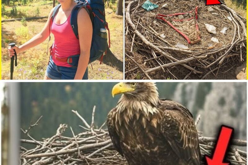 Young Hiker Vanished on Grand Teton, 11 Months Later Ranger Finds This Inside Eagle’s Nest…