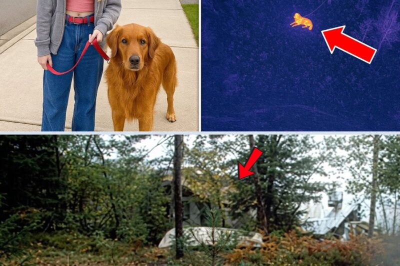 Girl disappeared while walking her dog – 1 year later, a hunter drone with thermal imaging filmed the…