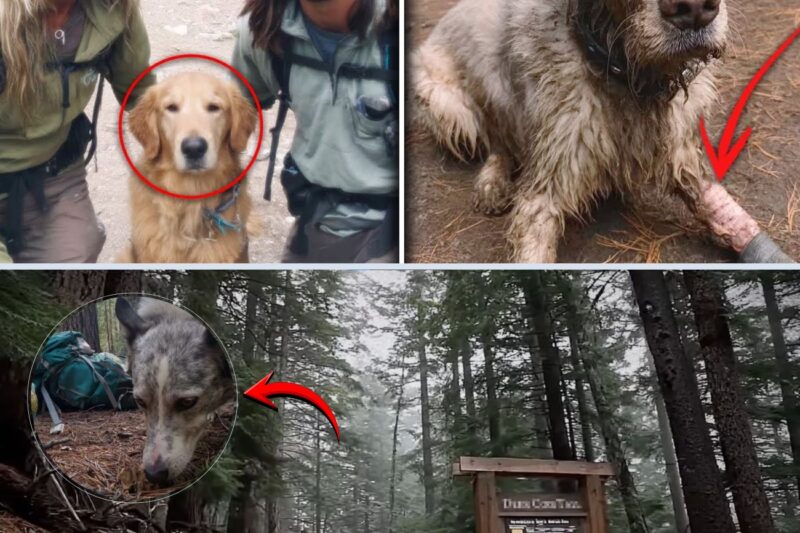 Mother and son disappeared in Yosemite – 8 months later, their dog returns with THIS…