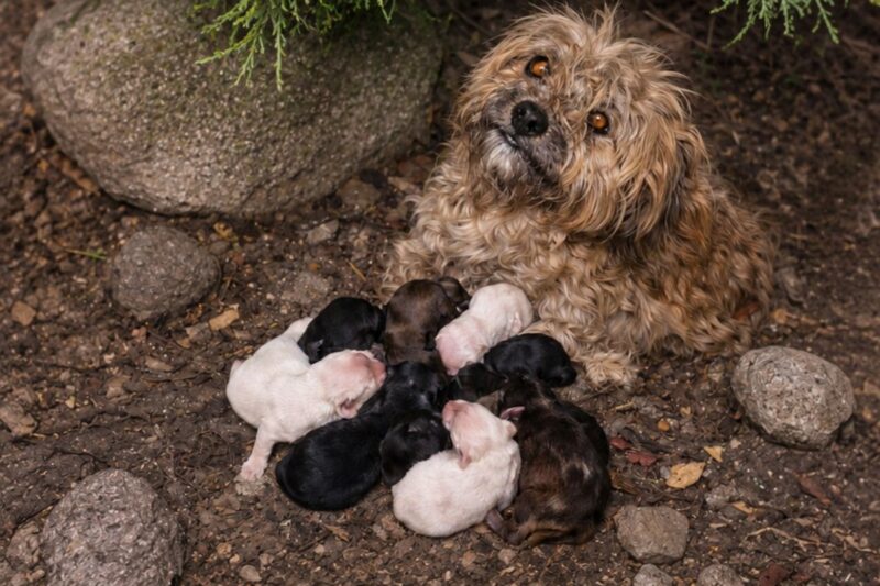 After giving birth to eleven puppies, she had to helplessly watch them shiver from the cold.